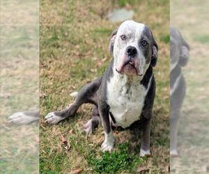 Bulldog-Unknown Mix Dogs for adoption in Texas City, TX, USA