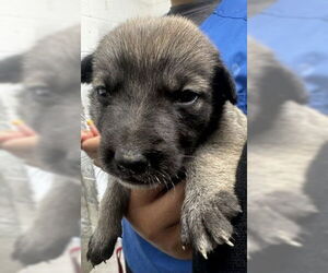 German Shepherd Dog-Unknown Mix Dogs for adoption in San Bernardino, CA, USA