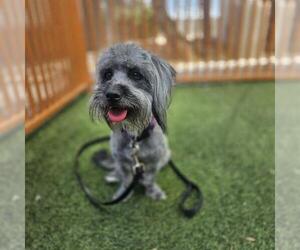 Maltese-Unknown Mix Dogs for adoption in Las Vegas, NV, USA