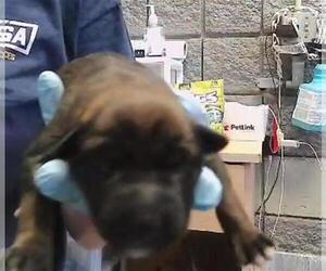 German Shepherd Dog-Unknown Mix Dogs for adoption in Tulsa, OK, USA