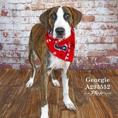 German Shorthaired Pointer Dogs for adoption in Conroe, TX, USA
