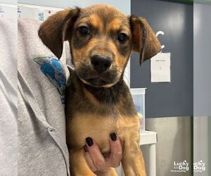 Mutt Dogs for adoption in Washington, DC, USA