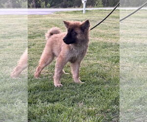Chow Chow-German Shepherd Dog Mix Dogs for adoption in Holly Hill, SC, USA