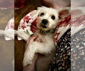 Shih Tzu-Unknown Mix Dogs for adoption in Holly Springs, NC, USA