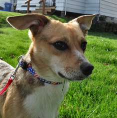 Pembroke Welsh Corgi-Unknown Mix Dogs for adoption in Tacoma, WA, USA
