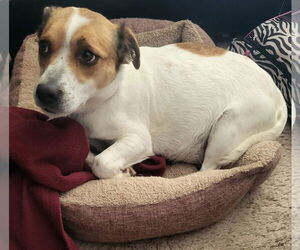 Jack Russell Terrier-Unknown Mix Dogs for adoption in Germantown, OH, USA