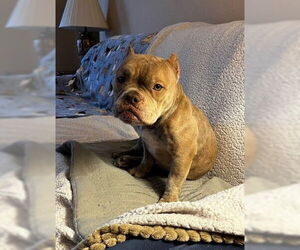 Bulldog Dogs for adoption in Denver, CO, USA