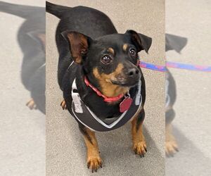 Miniature Pinscher-Unknown Mix Dogs for adoption in Canutillo, TX, USA