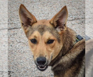 Collie-German Shepherd Dog Mix Dogs for adoption in Huntley, IL, USA