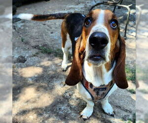 Basset Hound Dogs for adoption in Deepwater, NJ, USA