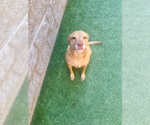 Unknown-Vizsla Mix Dogs for adoption in Queen Creek, AZ, USA