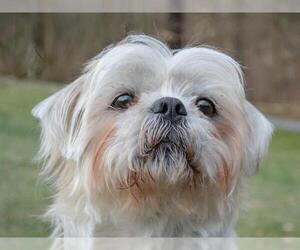 Shih Tzu Dogs for adoption in Pittsburgh, PA, USA