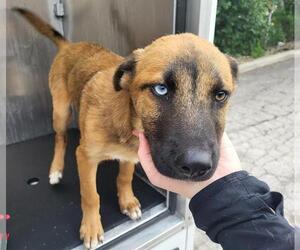 German Shepherd Dog-Unknown Mix Dogs for adoption in San Antonio, TX, USA
