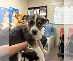 German Shepherd Dog-Unknown Mix Dogs for adoption in Camarillo, CA, USA
