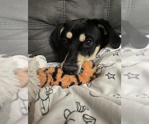 American Pit Bull Terrier-Labrador Retriever Mix Dogs for adoption in Louisville, KY, USA