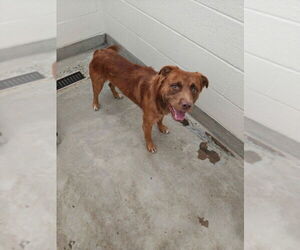 Australian Shepherd-Unknown Mix Dogs for adoption in Jackson, CA, USA