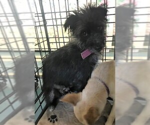 Affenpinscher Dogs for adoption in Chico, CA, USA