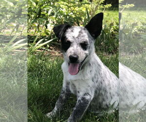 Mutt Dogs for adoption in Garden City, NY, USA