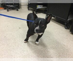 American French Bull Terrier Dogs for adoption in Riverside, CA, USA