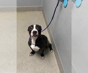 American Pit Bull Terrier-Unknown Mix Dogs for adoption in Las Vegas, NV, USA