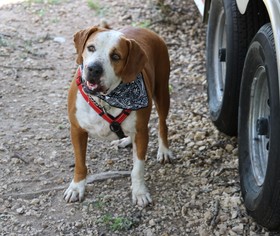 Medium Photo #1 Bulldog-Unknown Mix Puppy For Sale in Bandera, TX, USA