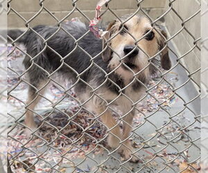 Beagle-Unknown Mix Dogs for adoption in Anchorage, AK, USA