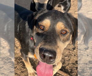 Labrador Retriever-Unknown Mix Dogs for adoption in Alturas, CA, USA