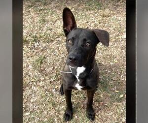 Mutt Dogs for adoption in Conroe, TX, USA