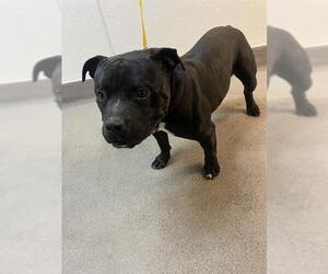Staffordshire Bull Terrier-Unknown Mix Dogs for adoption in HESPERIA, CA, USA