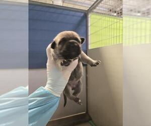 German Shepherd Dog Dogs for adoption in Bakersfield, CA, USA