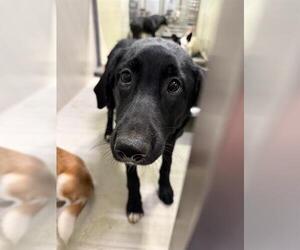 Labrador Retriever Dogs for adoption in Bakersfield, CA, USA