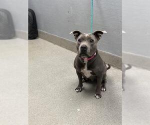 American Pit Bull Terrier-Unknown Mix Dogs for adoption in Las Vegas, NV, USA