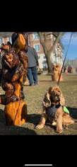 Cocker Spaniel Dogs for adoption in Livonia, MI, USA