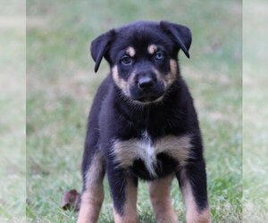 Huskies -Rottweiler Mix Dogs for adoption in Cary, NC, USA
