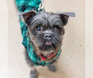 Shih Tzu-Unknown Mix Dogs for adoption in Mundelein, IL, USA