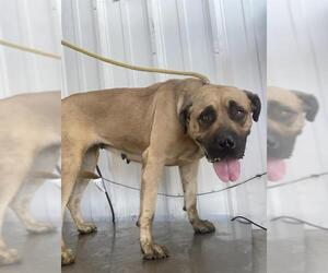 Mastiff Dogs for adoption in Bakersfield, CA, USA
