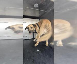 German Shepherd Dog-Unknown Mix Dogs for adoption in San Antonio, TX, USA