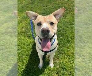 American Bulldog Dogs for adoption in Boston, MA, USA