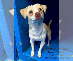 Chihuahua-Unknown Mix Dogs for adoption in Calgary, Alberta, Canada