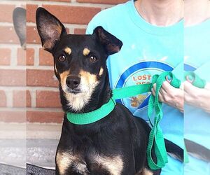 Chipin Dogs for adoption in Carrollton, TX, USA