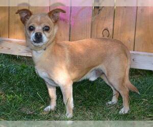 Chihuahua Dogs for adoption in West Valley, UT, USA