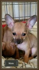 Chiweenie Dogs for adoption in Granbury, TX, USA