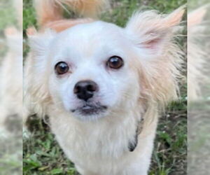 Chihuahua-Unknown Mix Dogs for adoption in Canton, CT, USA