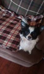 Medium Photo #1 Chihuahua Puppy For Sale in Lewistown, PA, USA