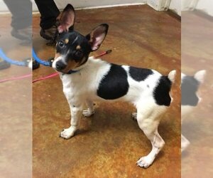 Rat Terrier Dogs for adoption in Cincinnati, OH, USA