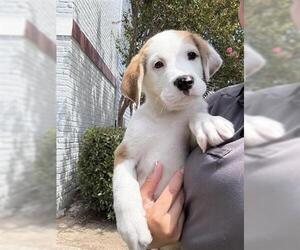 Labrador Retriever Dogs for adoption in Houston, TX, USA