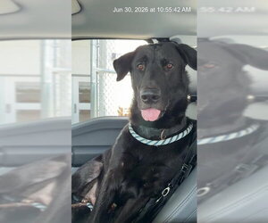 Shepradors Dogs for adoption in Ocala, FL, USA