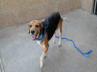 Beagle Dogs for adoption in Denver, CO, USA