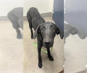 Mutt Dogs for adoption in HESPERIA, CA, USA