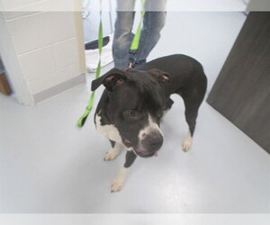 American Pit Bull Terrier Dogs for adoption in Ocala, FL, USA